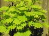 Japán juhar - Acer shirasawanum "Aureum"