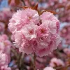 Japán díszcseresznye - Prunus serrulata ‘Kanzan" Törzs: 70 cm