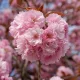 Japán díszcseresznye - Prunus serrulata ‘Kanzan" Törzs: 70 cm