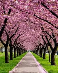 Japán díszcseresznye - Prunus serrulata ‘Kanzan" Törzs: 70 cm