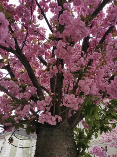 Japán díszcseresznye - Prunus serrulata ‘Kanzan" Törzs: 70 cm