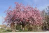 Japán díszcseresznye - Prunus serrulata ‘Kanzan" Törzs: 70 cm