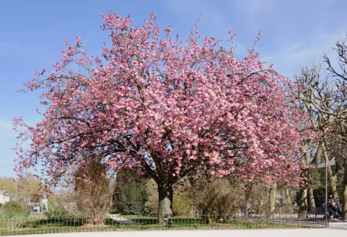 Japán díszcseresznye - Prunus serrulata ‘Kanzan" Törzs: 70 cm