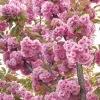 Japán díszcseresznye - Prunus serrulata ‘Kanzan" Törzs: 70 cm
