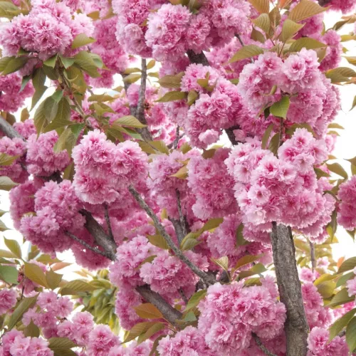 Japán díszcseresznye - Prunus serrulata ‘Kanzan" Törzs: 70 cm