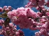Japán díszcseresznye - Prunus serrulata ‘Kanzan" Törzs: 70 cm