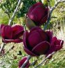 Magnolia  - 'Black Tulip' - Liliomfa