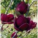 Magnolia  - 'Black Tulip' - Liliomfa