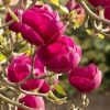 Magnolia  - 'Black Tulip' - Liliomfa