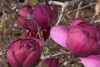 Magnolia  - 'Black Tulip' - Liliomfa