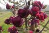 Magnolia  - 'Black Tulip' - Liliomfa