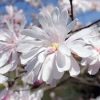 Magnólia  - 'Magnolia Stellata Waterlily' - Liliomfa