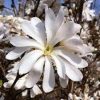 Magnólia  - 'Magnolia Stellata Waterlily' - Liliomfa
