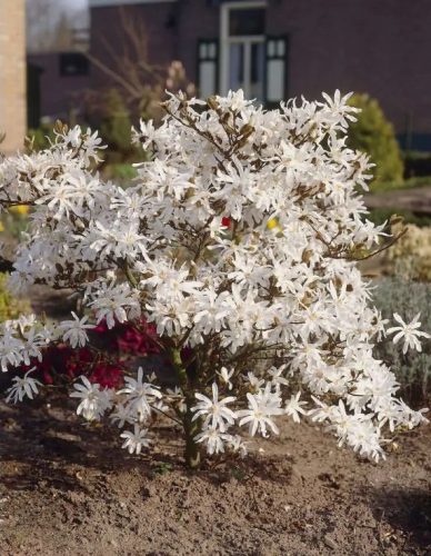 Magnólia  - 'Magnolia Stellata Waterlily' - Liliomfa