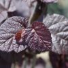 Mogyoró - Corylus 'Rode Zellernoot"