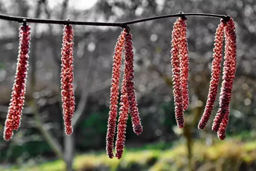 Mogyoró - Corylus 'Rode Zellernoot"