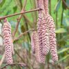 Mogyoró - Corylus 'Rode Zellernoot"