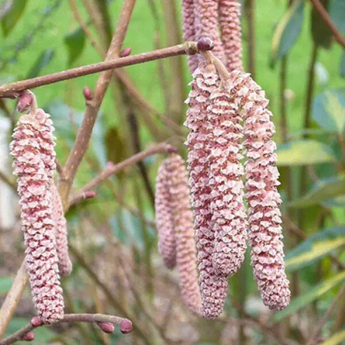 Mogyoró - Corylus 'Rode Zellernoot"