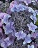 Fűrészeslevelű hortenzia - Hydrangea Serrata hybride "Million Stars Sirius Pink"