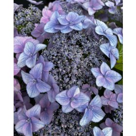 Fűrészeslevelű hortenzia - Hydrangea Serrata hybride "Million Stars Sirius Pink"