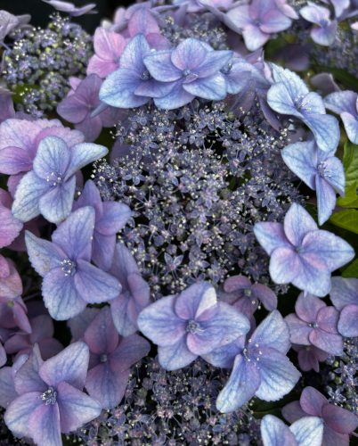 Fűrészeslevelű hortenzia - Hydrangea Serrata hybride "Million Stars Sirius Pink"
