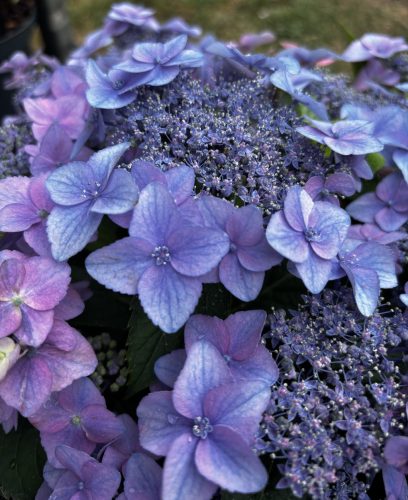 Fűrészeslevelű hortenzia - Hydrangea Serrata hybride "Million Stars Sirius Pink"