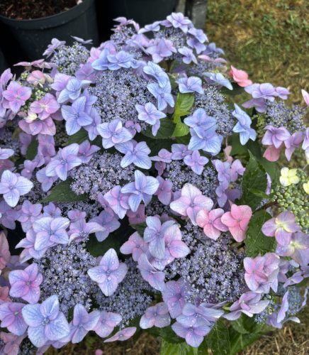 Fűrészeslevelű hortenzia - Hydrangea Serrata hybride "Million Stars Sirius Pink"