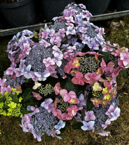 Fűrészeslevelű hortenzia - Hydrangea Serrata hybride "Million Stars Sirius Pink"