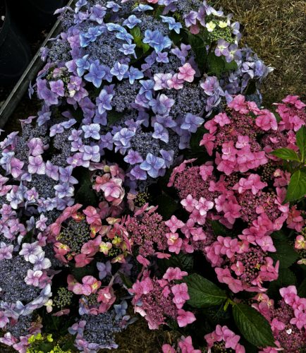 Fűrészeslevelű hortenzia - Hydrangea Serrata hybride "Million Stars Sirius Pink"