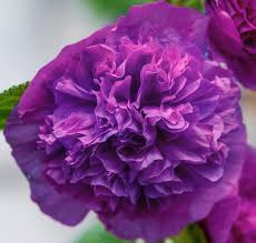 Kerti mályvarózsa - Alcea rosea 'Double Purple'