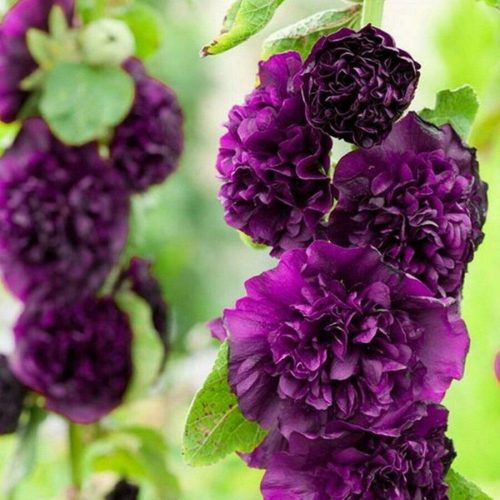 Kerti mályvarózsa - Alcea rosea 'Double Purple'