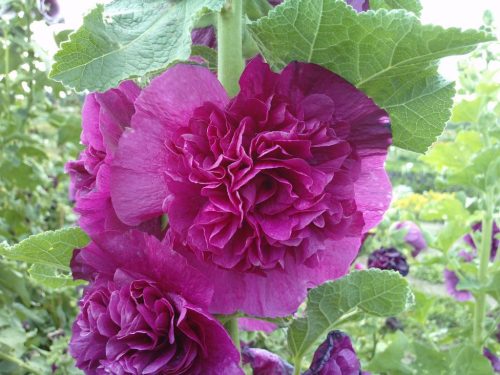 Kerti mályvarózsa - Alcea rosea 'Double Purple'