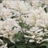 Tollbuga - Astilbe "Washington"