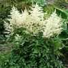 Tollbuga - Astilbe "Washington"