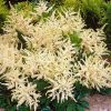 Tollbuga - Astilbe "Washington"