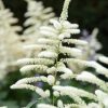 Tollbuga - Astilbe "Washington"