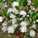 Törzses mirtusz - Myrtus communis