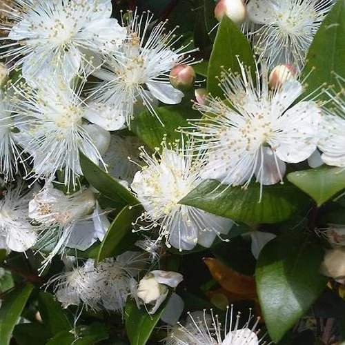 Törzses mirtusz - Myrtus communis