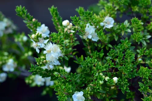 Törzses mirtusz - Myrtus communis