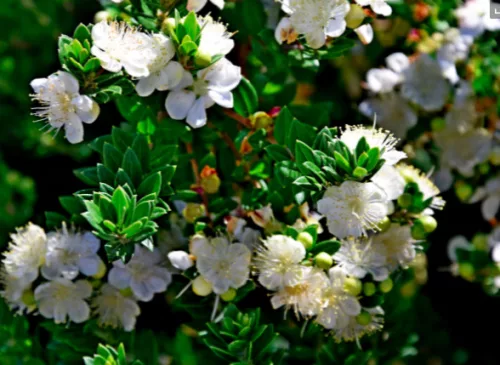 Törzses mirtusz - Myrtus communis