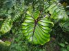 Elefántfül - Colocasia Schott Pharaohs Mask