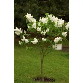   Telt virágú törzses orgona - Syringa vulgaris "Mme Florent Stepman" Törzs 90 cm