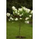 Telt virágú törzses orgona - Syringa vulgaris "Mme Florent Stepman" Törzs 90 cm
