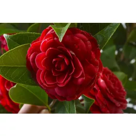 Camellia Japonica " Black Lace" - Japán Kamélia