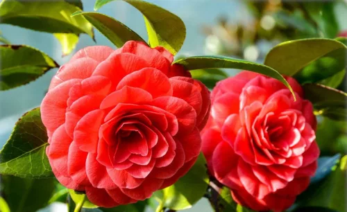 Camellia Japonica " Black Lace" - Japán Kamélia