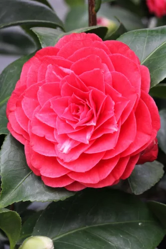 Camellia Japonica " Black Lace" - Japán Kamélia