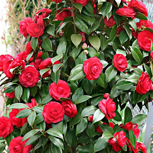 Camellia Japonica " Black Lace" - Japán Kamélia