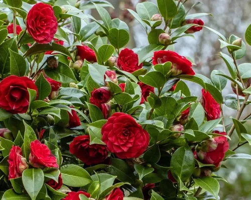 Camellia Japonica " Black Lace" - Japán Kamélia