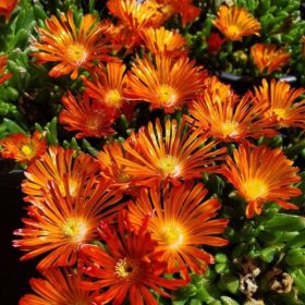   Kristályvirág / Délvirág - Delosperma cooperi 'Delmara Orange'