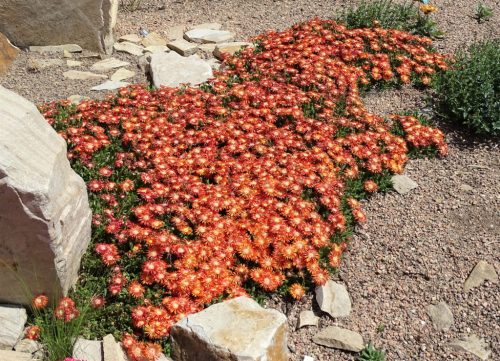 Kristályvirág / Délvirág - Delosperma cooperi 'Delmara Orange'